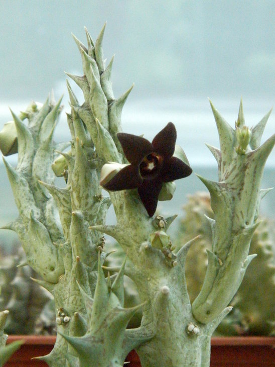 Caralluma hesperidum1.JPG
