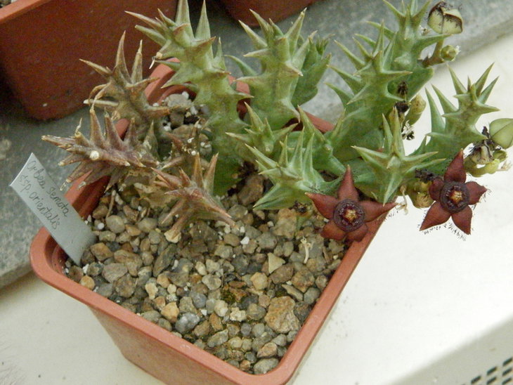 Orbea semota ssp. orientalis.JPG