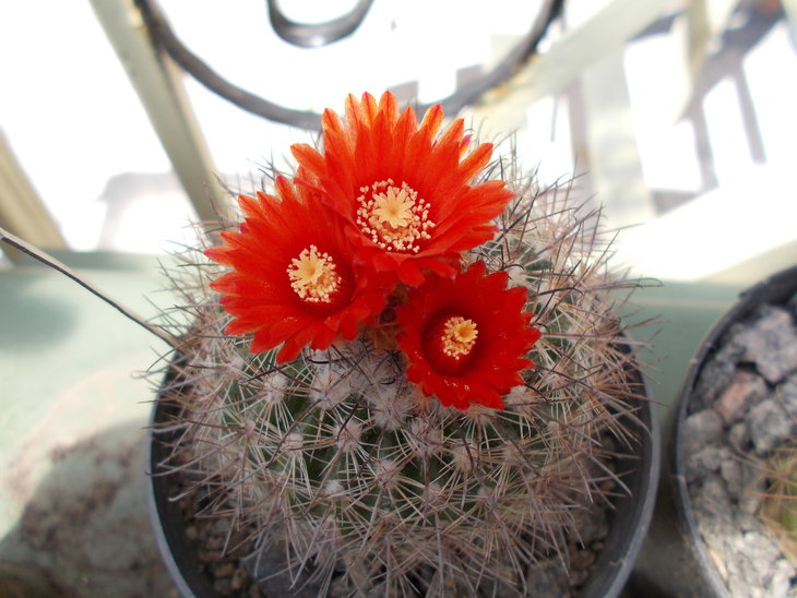 Parodia uhligiana.JPG