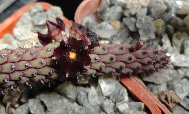 Echidnopsis repens