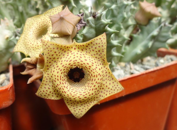 Huernia brevirostris