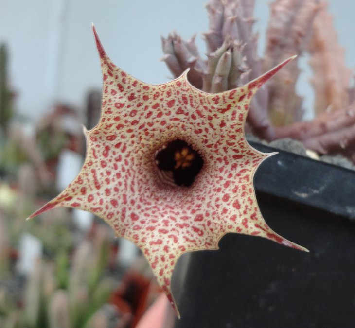 Huernia hislopi