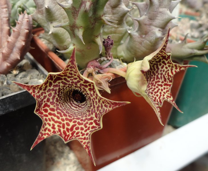 Huernia hybr.