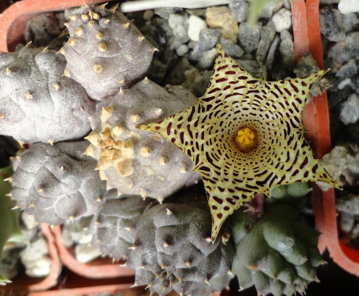 Huernia kennediana RH1080