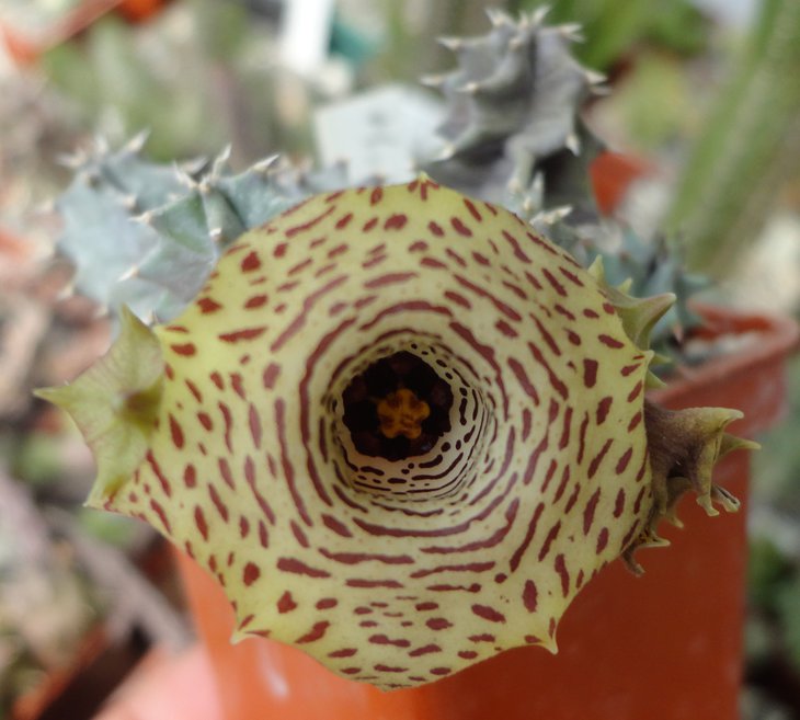 Huernia nouhuysii