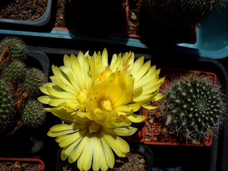 Parodia cardenasii