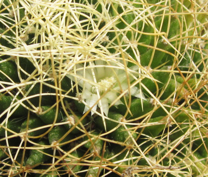 Dolichothele camptotricha