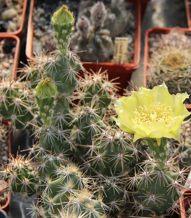 Corynopunthia moelleriana brevispina.JPG
