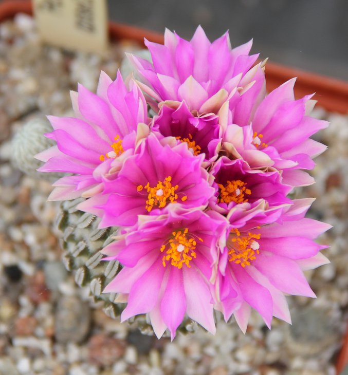 Pelecyphora asselliformis.JPG