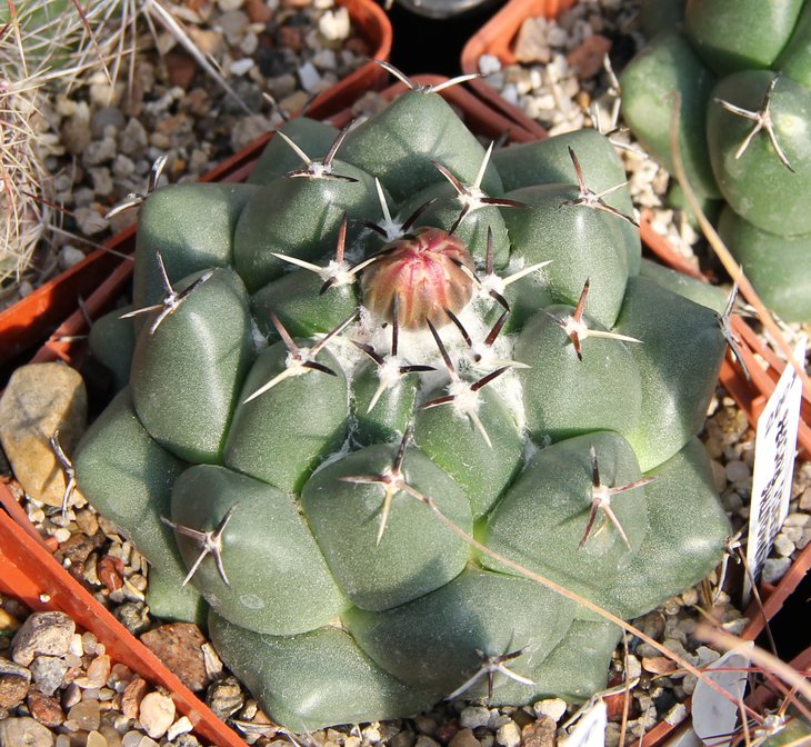 Coryphantha maiz tablacensis RUS055
