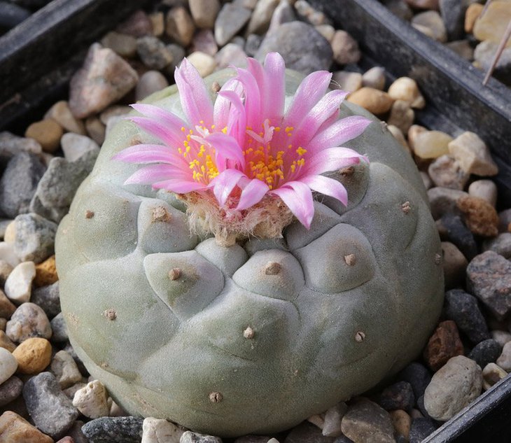 Lophophora fricii. Фото Евгения Аксёнова