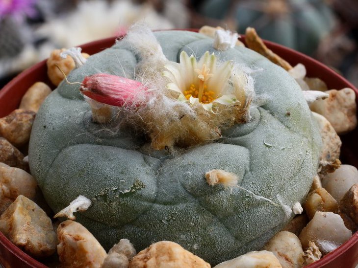Lophophora fricii v. albiflora RS 404