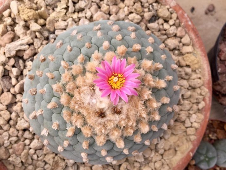 Lophophora fricii, 21-рёберное растение Ивана Корзенёвски.