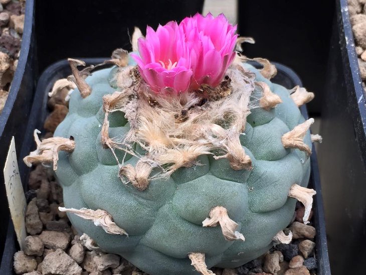 Lophophora fricii El Amparo