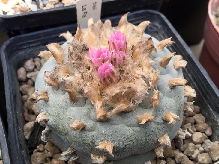 Lophophora fricii La Pa