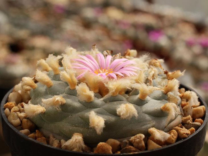 Lophophora fricii JJH 9602115 Parras