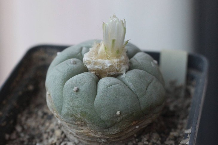 Lophophora fricii v. albiflora