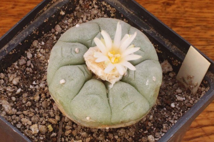 Lophophora fricii v. albiflora