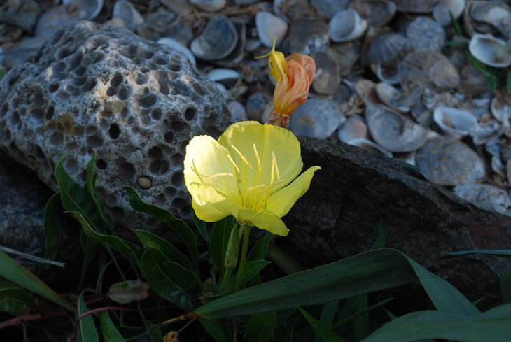 DSC_3527   Oenothera missouriensis.jpg