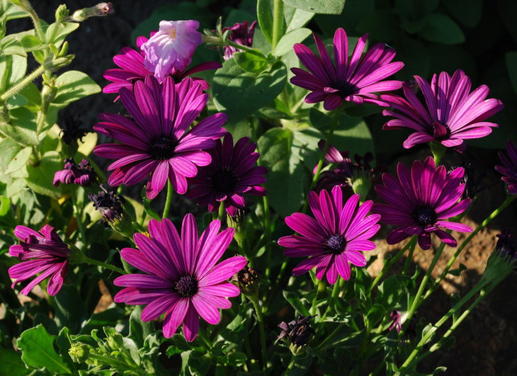 DSC_3524ю.jpg