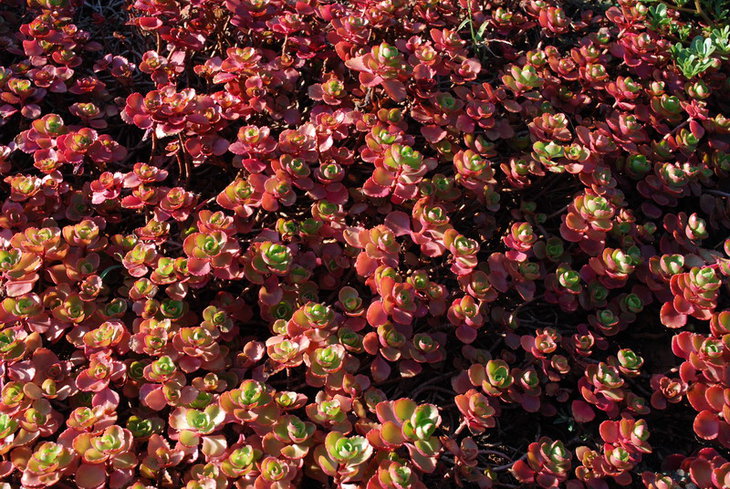 DSC_3520   Sedum spurium.jpg