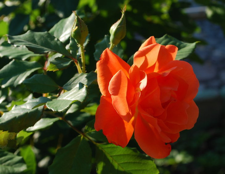 DSC_3505ю.jpg