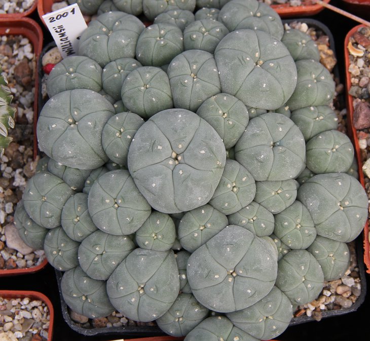 L.caespitosa от Широкоступа