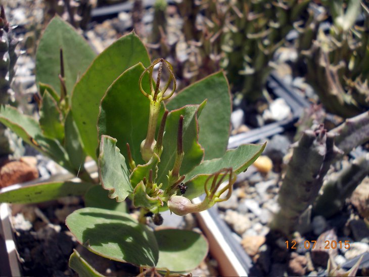 Ceropegia conratii похожа самую малость на Брахистельму