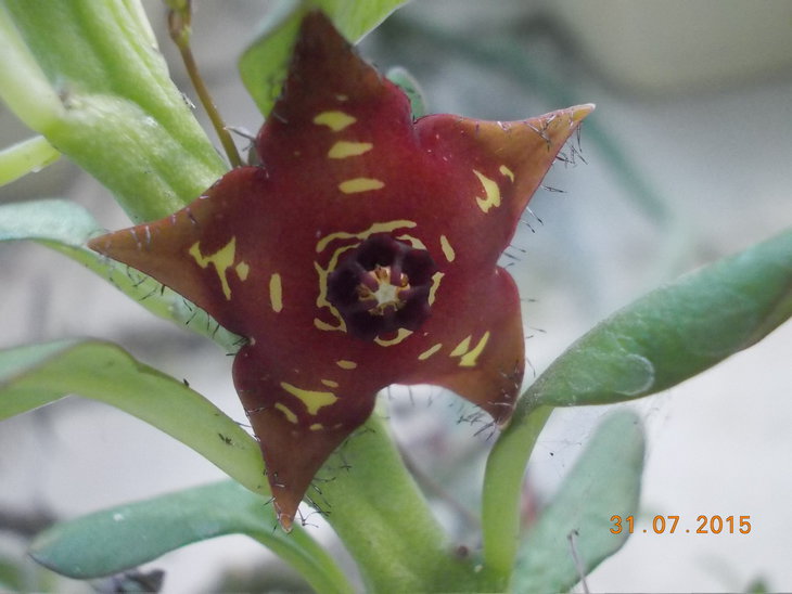 Frerea indica