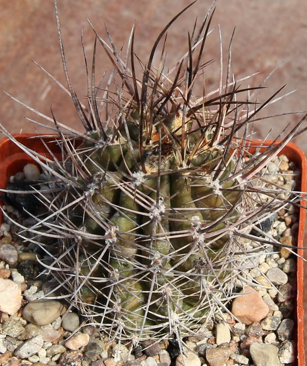 Pyrrhocactus aff.katermanii VG397 Sa de Famatina L.R. 2171m kk963.515