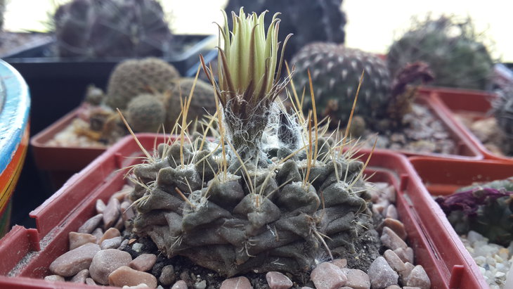 pyrrhocactus intermedius