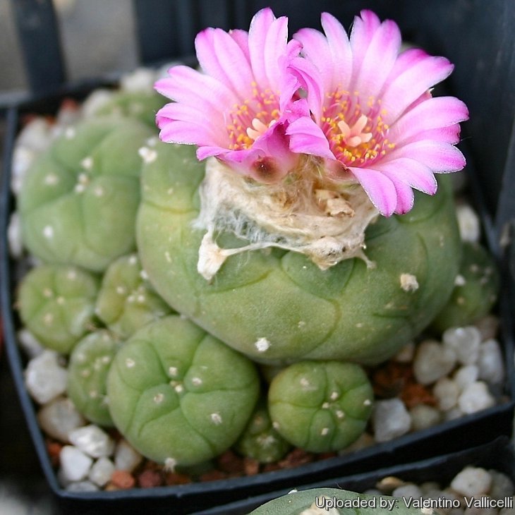 Lophophora_williamsii_var._jourdaniana_8414_l.jpg