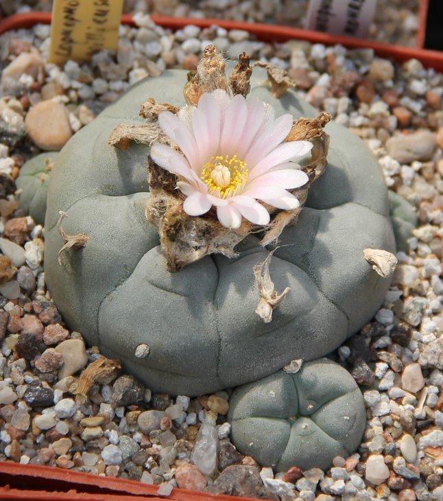 L.williamsii caespitosa