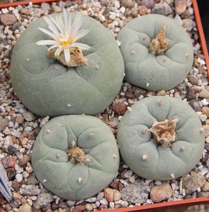 L.fricii gigantea KS198