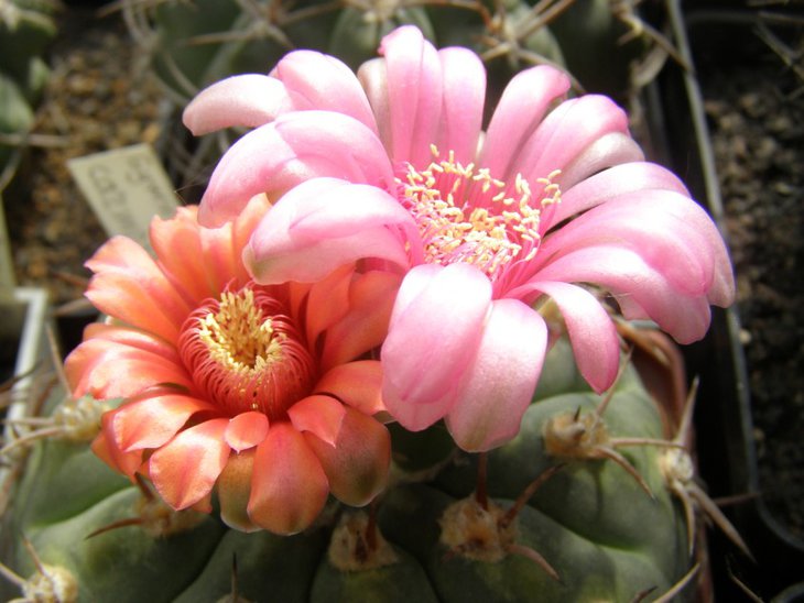 carminanthum 5 (844 x 633).jpg