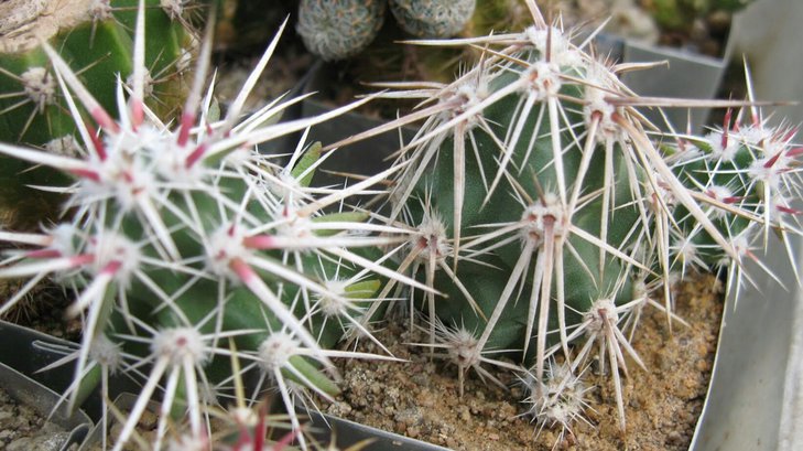 Cylindropuntia MK 1516.jpg