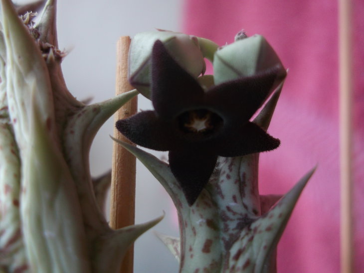 DSCF4137.JPG
