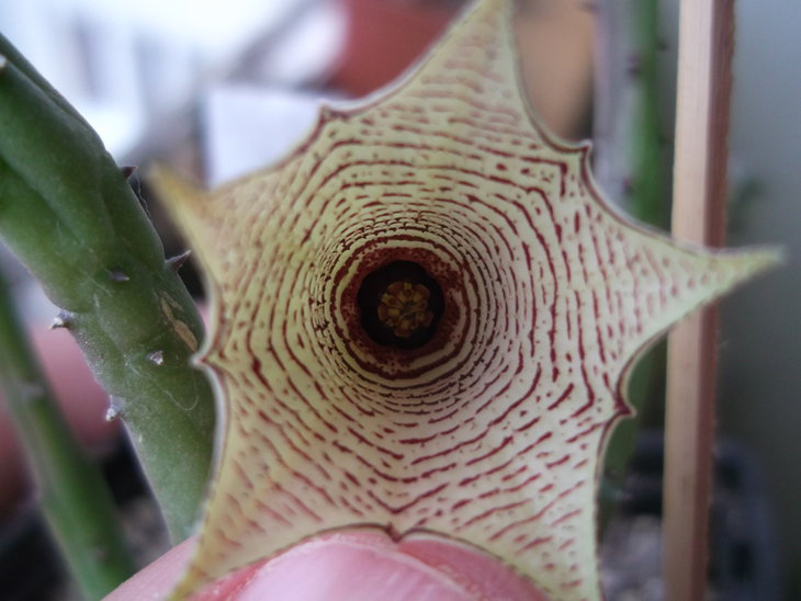 DSCF3987.JPG