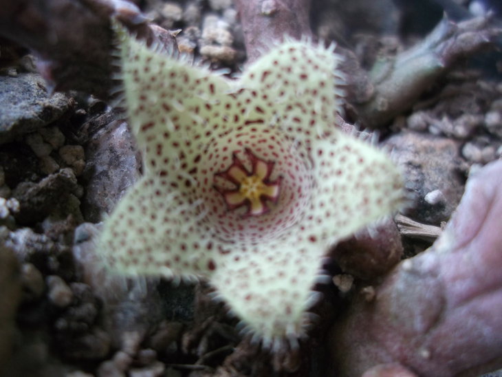 DSCF4071.JPG