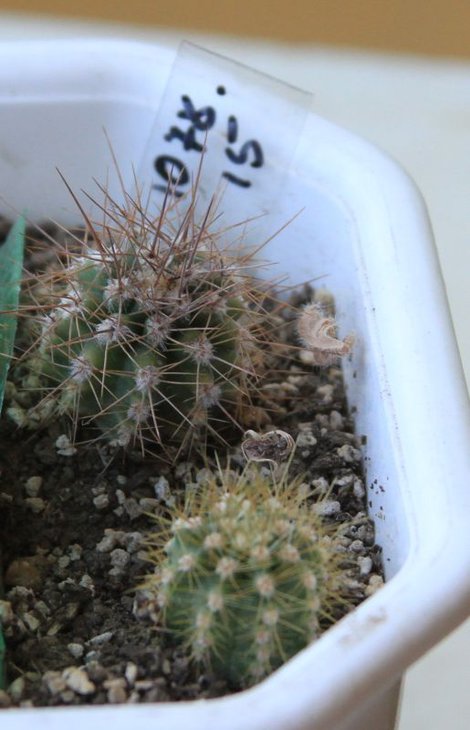 1078,15 !       spachianus VG-006, Suyuque Nuevo, San Luis