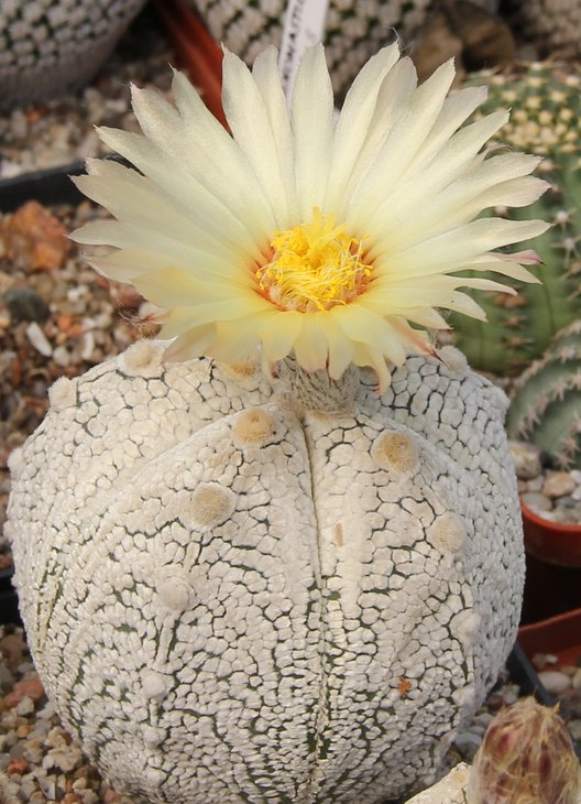 Astrophitum coahXONZUKA
