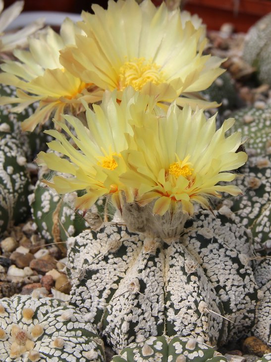 Astrophitum crassispinoidesXSK