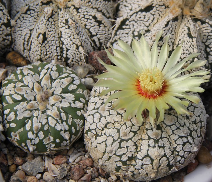 Astrophitum SUPER KABUTO
