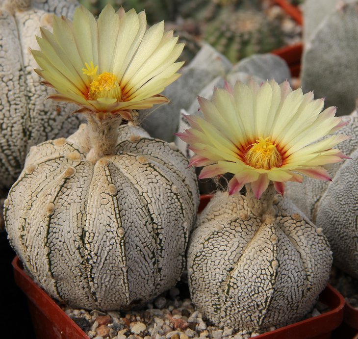 Astrophitum coahXSK