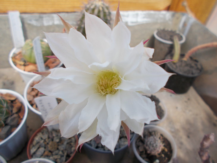 Echinopsis subdenudata.JPG