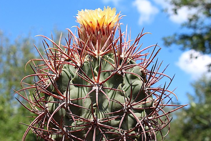 Echinocactus parryi