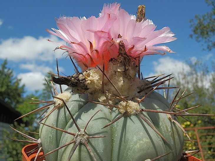 Echinocactus horizonthalonius