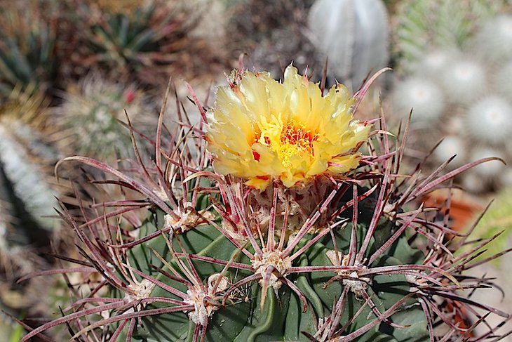 Echinocactus parryi