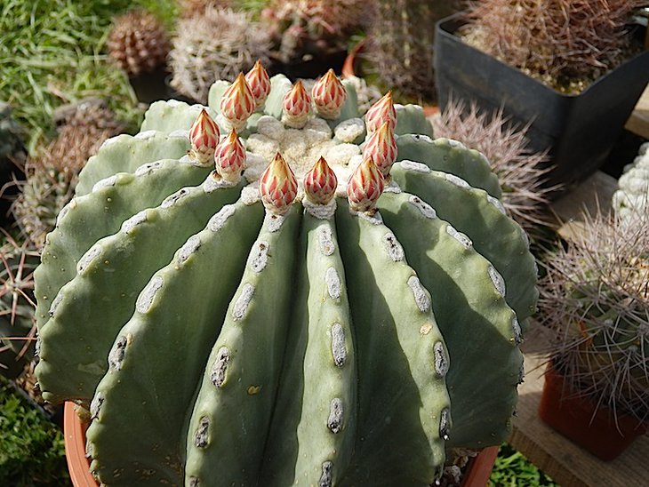 Ferocactus glaucescens inermis
