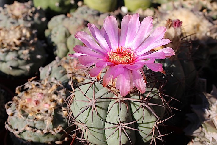 Echinocactus horizonthalonius